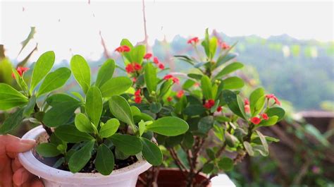 虎刺梅繁殖|刺花怎么扦插（掌握虎刺梅繁殖技巧，美丽花园随手可得）